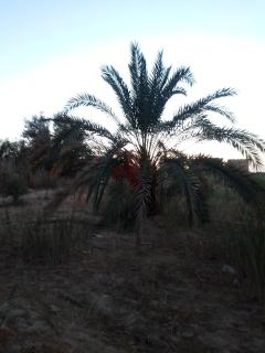 Sagda - Siwa - 3
