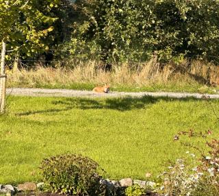 Animal Farm and Forest - - 8