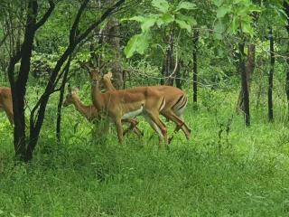 Amarula Tree Hotel - Mikumi National Park - 8