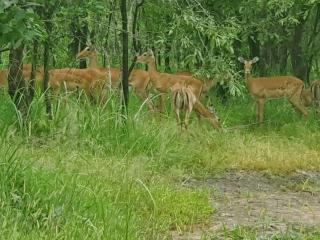 Amarula Tree Hotel - Mikumi National Park - 2