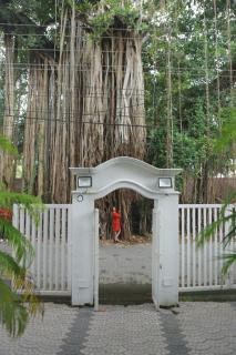 Banyan Tree Homestay - 1