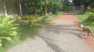 Villa Fic369 - Negombo - 1