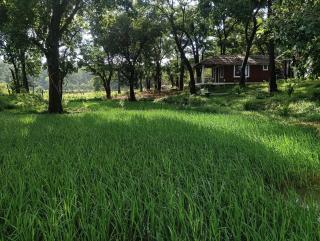 Room in BB - Cottage In Farm House Dandeli - Kurandi - 6