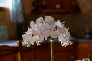 Villa Chouchou Côte Atlantique n2 - 6