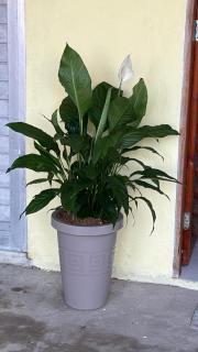 Cantinho GL - Beberibe - 6