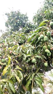 Maison une pièce - Le Latanier - Bois dʼOlive - 1