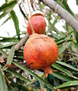 Maison une pièce - Le Mangue Carotte - Saint-Pierre - 4