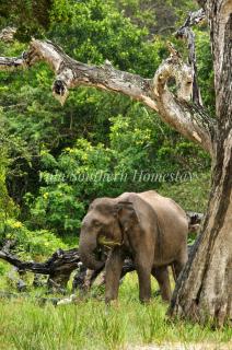 Yala Southern Homestay - 7