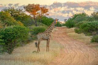 Ohorongo Safari Lodge - Kamanjab - 4
