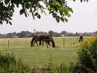 Gîte au calme avec jardin, Wifi et parking près de Lille - FR-1-510-222 - 7