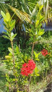 Casa Brisa de Verão Jauá - 4