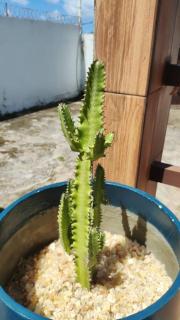 Casa Brisa de Verão Jauá - 8