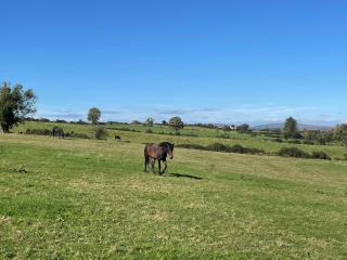 Arney Lodge Farm - Newtownstewart - 8