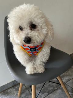 Hostal Canino Amigos de Bauti - Las Heras - 6