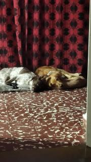 Hostal Canino Amigos de Bauti - Las Heras - 2
