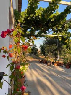 Villa - Cottage - Herdade da Fonte das Três portas - Montemor-o-Novo - 1