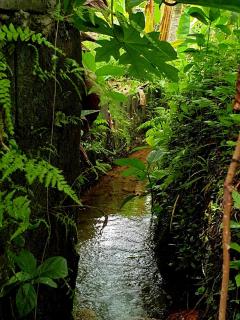 Brookfarm Cottage - Irosin - 1