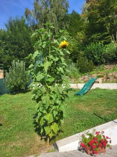 U kapličky, Boskovice - 1