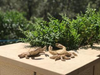 Holiday Home Island Gem - Five Bedroom Apartment - Korčula - 9