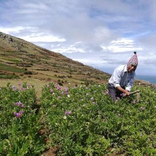 Kactus Lodge - Amantani - 9