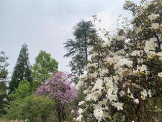 Evergreen Cottage - Shillong - 7