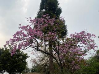 Evergreen Cottage - Shillong - 6