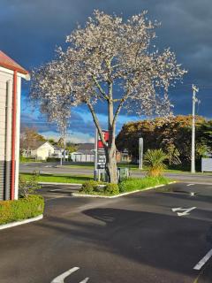 Gateway Motor Inn - Masterton - 9