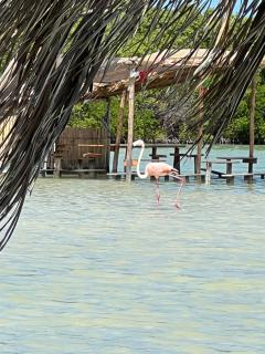 Villa Lulu - Chicxulub - 3