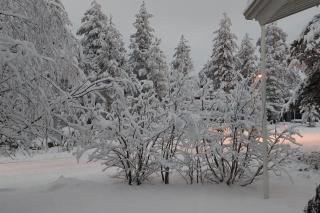House between pines - 3