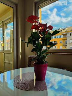 Maja Apartment - Novi Sad - 5