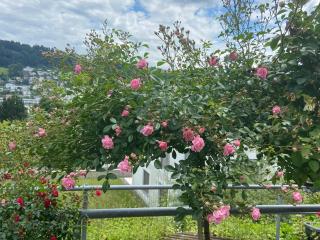 Beautiful flat rooms in Lucerne, Switzerland - 4