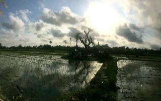 Win House - Ubud - 5
