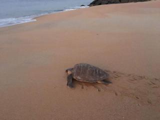 Sea castle beach homestay - Kollam - 2