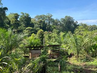 Rumah kebun AA jelai Hulu ketapang - 3