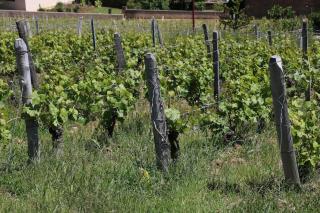 Le Meix Claude Bulland maison de vigneron - Vergisson - 2