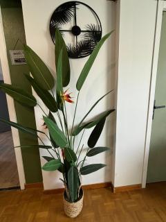 Jungle Cosy - Louviers - 4