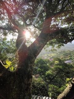Casa del Arbol Feel Good - Naranjo - 5