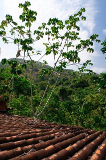 Hospedaje RioBosque San Carlos - 3