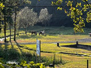 Maison d'hôtes en pleine nature avec chevaux - Soucht - 4