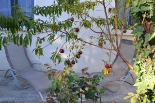 Maison Cenon indépendante avec jardin et parking - Cenon - 5