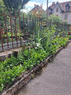 Comfortable 1 bd apt - Peseux - 3