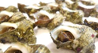 Tonamino Shogawaso Ichimantei - 9