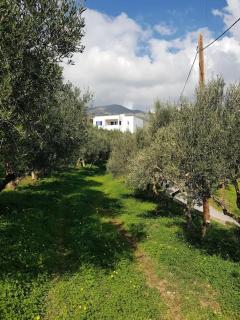 Olive Grove Serenity villa - Agia Galini - 3
