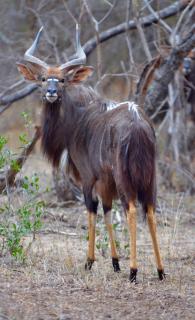 Timbila Game Lodge - Welcome to Land of Leopards and Buffalo - Big Game Lodge - Phalaborwa - 1