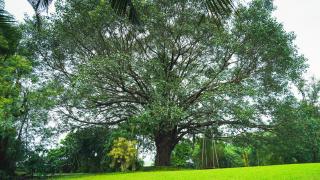 Whispering Peepul Resort - Badlapur - 1