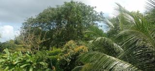 Ecolodge Self-Catering 3 - Port Glaud - 9
