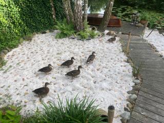 Het Zalige Buitenleven - 3