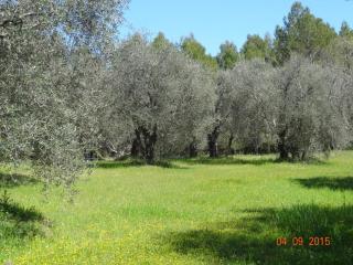 Au calme en campagne au milieu des oliviers centenaires - Tourrettes - 5