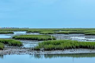 Island Palms - D1 - Myrtle Beach - 4