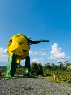 Amazon Gardens - 0